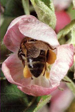 polline-ape-fiore-12